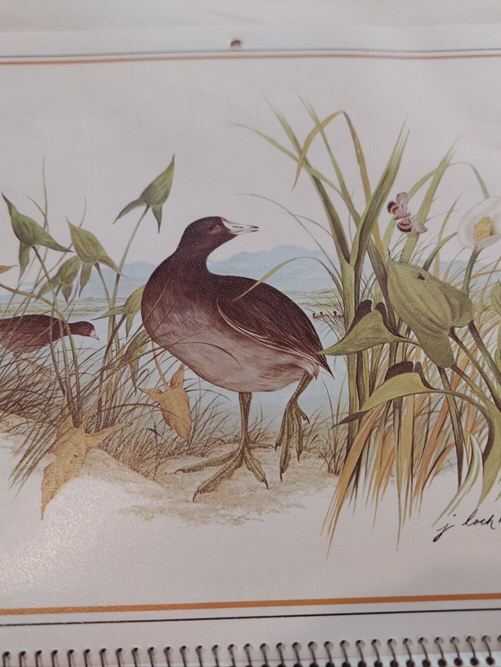 Vntg 1986 Wildlife Collection Callender, James Lockhart-Artist & Conservationist - Picture 7 of 16